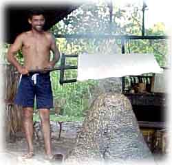 courovegetal-06