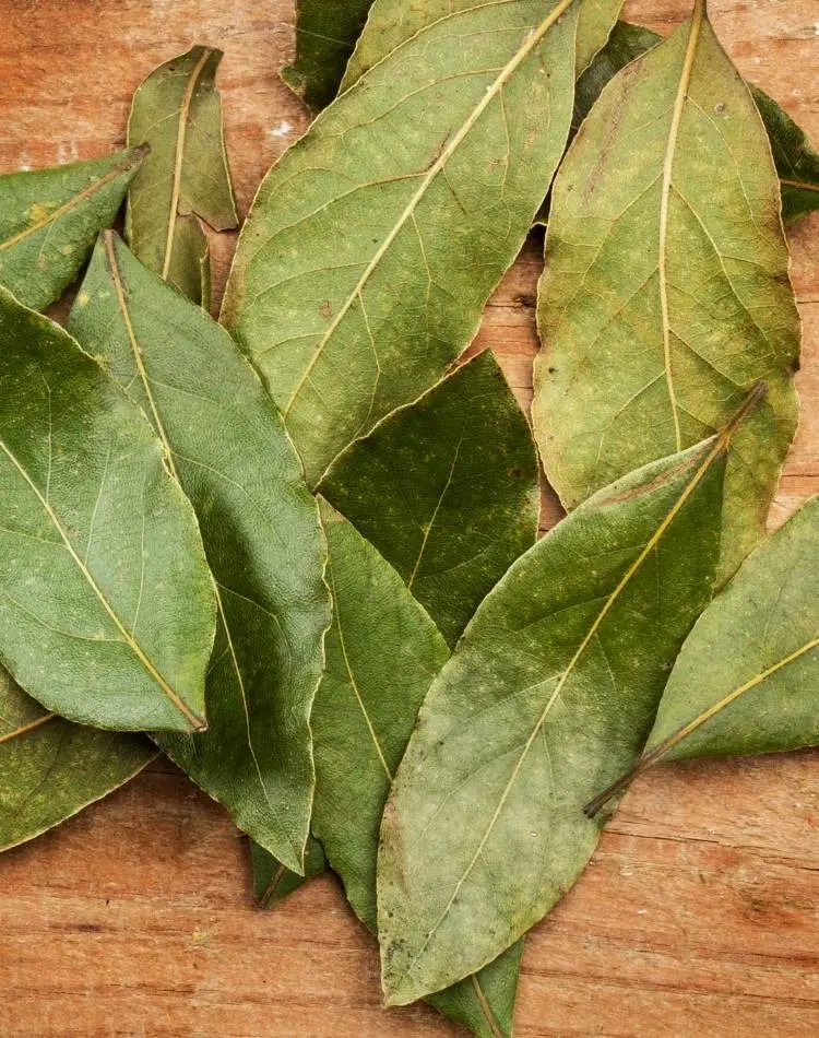 Folha de louro é um dos temperos da feijoada.