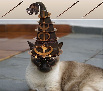 gatinho hary potter