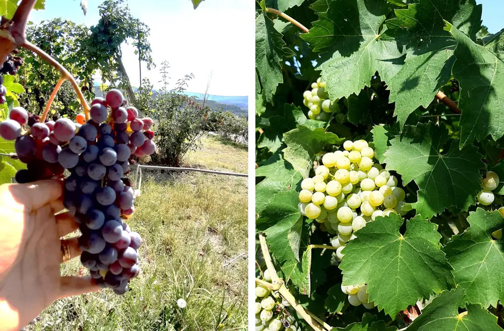 Fotos de um cacho de uva tinta e um cacho de uva branca nas suas respectivas videiras