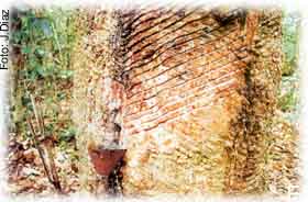 courovegetal-03