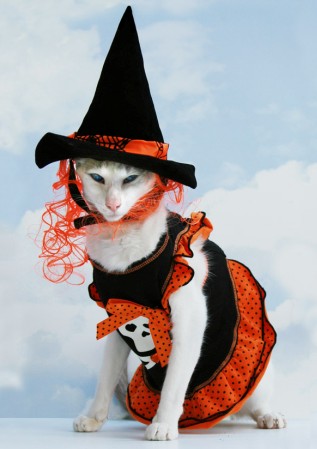 halloween cat pet