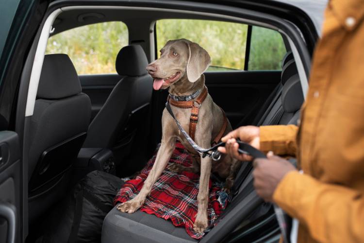 Cachorro grande e cinza Weimaraner
 sentado no banco de trás de um carro, sendo puxado por coleira.
