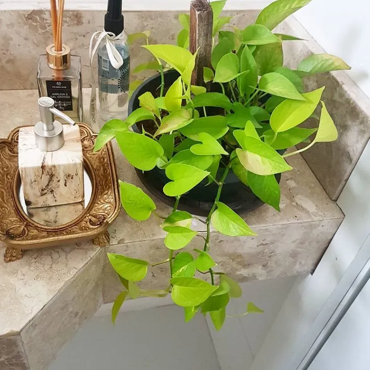 Vaso de jiboia pendente ao lado de kit de banheiro, como sabonete líquido e aromatizador.