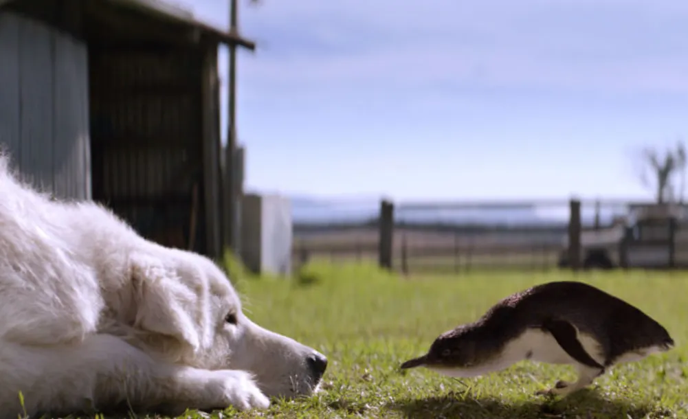 cães que vigiam pinguins cães que vigiam pinguins