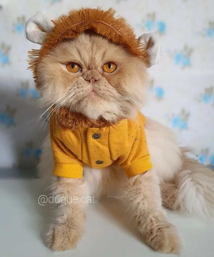 Foto de gato com fantasia de Carnaval: leão.