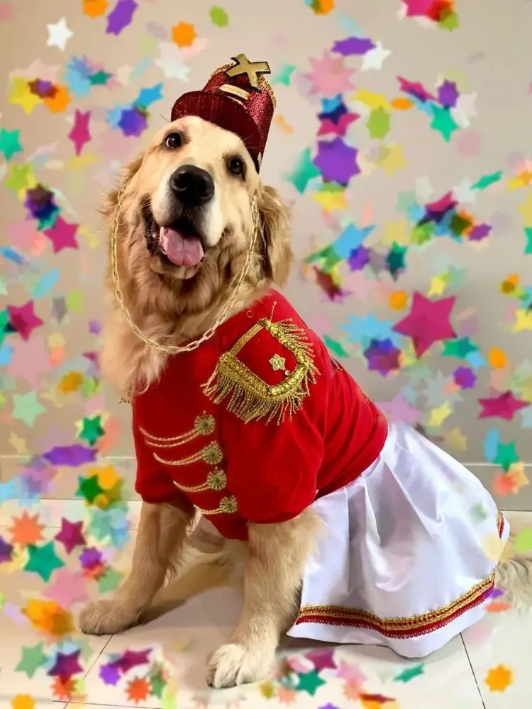 Golden Retriever fantasiada de paquita