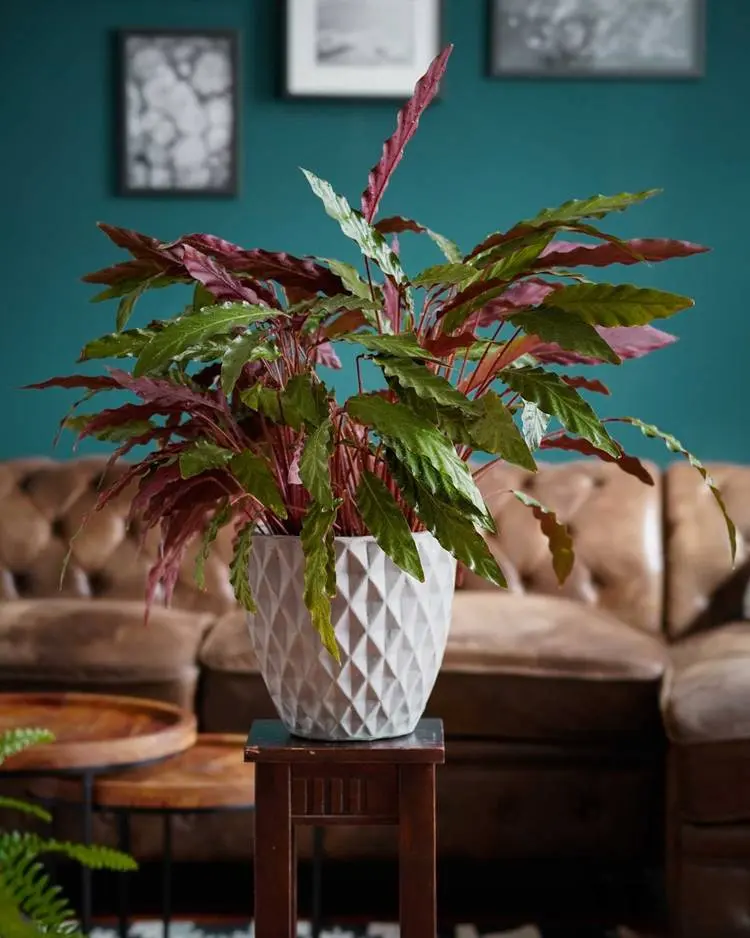 calathea tipo rufibarba em vaso branco em uma sala com sofá de couro e parede azul
