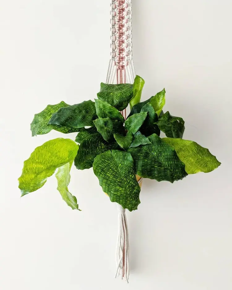planta calathea tipo musaica pendurada por um suporte de macramê