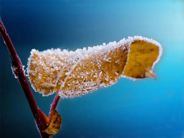 Fotografia de folha no inverno