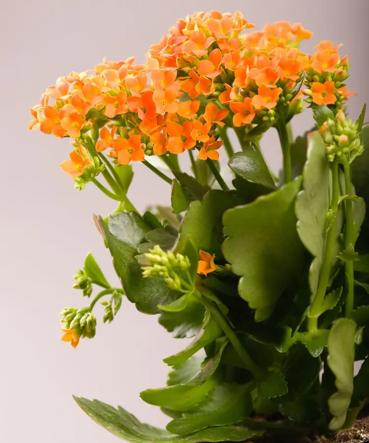 Ramos de flores laranjas vibrantes desabrocham entre folhas verdes brilhantes, criando uma composição harmoniosa e viva. Esta planta, semelhante às populares plantas do dinheiro, traz um toque de beleza natural e simboliza prosperidade em qualquer ambiente decorativo.