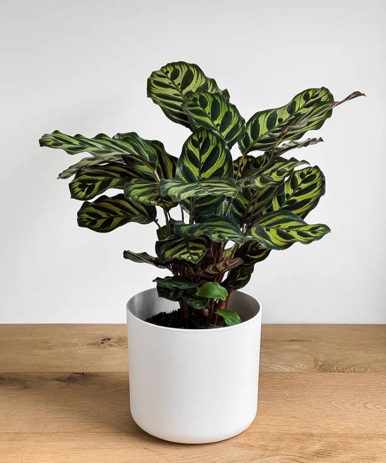 Planta Calathea Makoyana em um vaso branco cilíndrico, vista de frente. As folhas verde-escuras e finas apresentam padrões ovais e listras verde-claras. A planta está sobre uma mesa de madeira contra uma parede branca.







