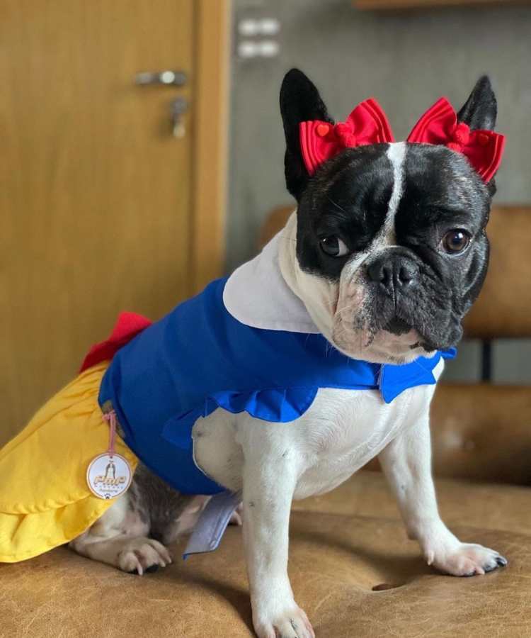 Foto de cachorro com fantasia de Carnaval: branca de neve.