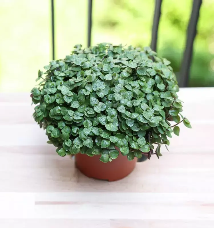 Planta dinheiro em penca em vaso de barro em superfície que imita madeira