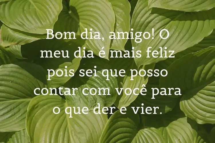 Foto de folhas verdes e frase: bom dia, amigo(a)! O meu dia é mais feliz pois sei que posso contar com você para o que der e vier.
