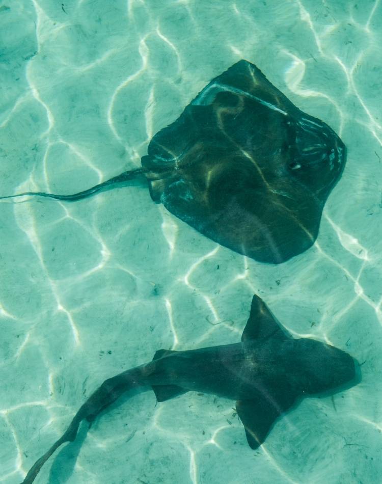Tubarão e raia lado a lado. Raia e tubarão no fundo do mar.