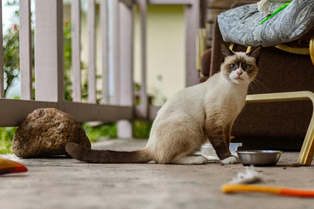 gato siamês