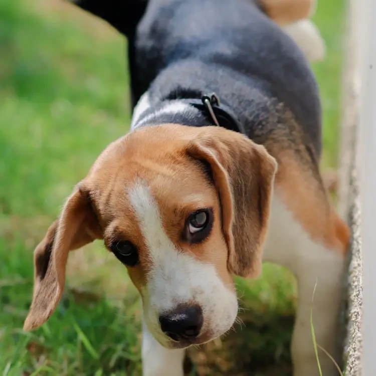 Filhote de beagle em área gramada, com pelagem tricolor (marrom, branco e preto), usando coleira preta. Ele olha para frente com expressão curiosa, inclina a cabeça levemente, próximo a uma estrutura clara.