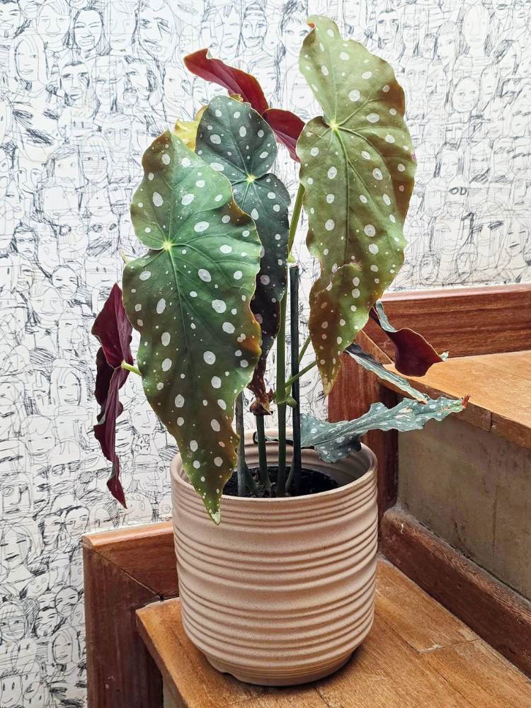 Begônia em vaso bege na escada de madeira