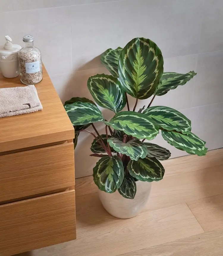 planta calathea tipo medallion em vaso branco no canto de um móvel