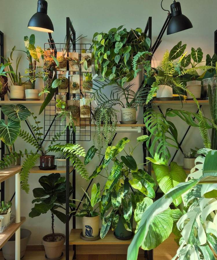 Estante com diversas mudas de plantas, incluindo de samambaia, jiboia, costela de adão, etc