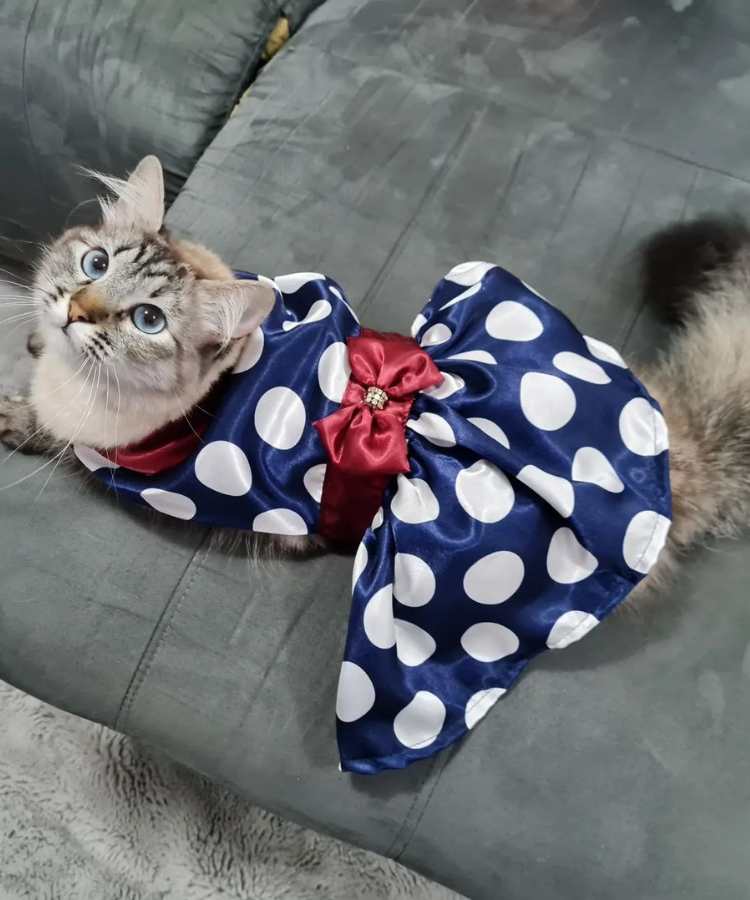 Foto de gato com fantasia de Carnaval: vestido de cetim.