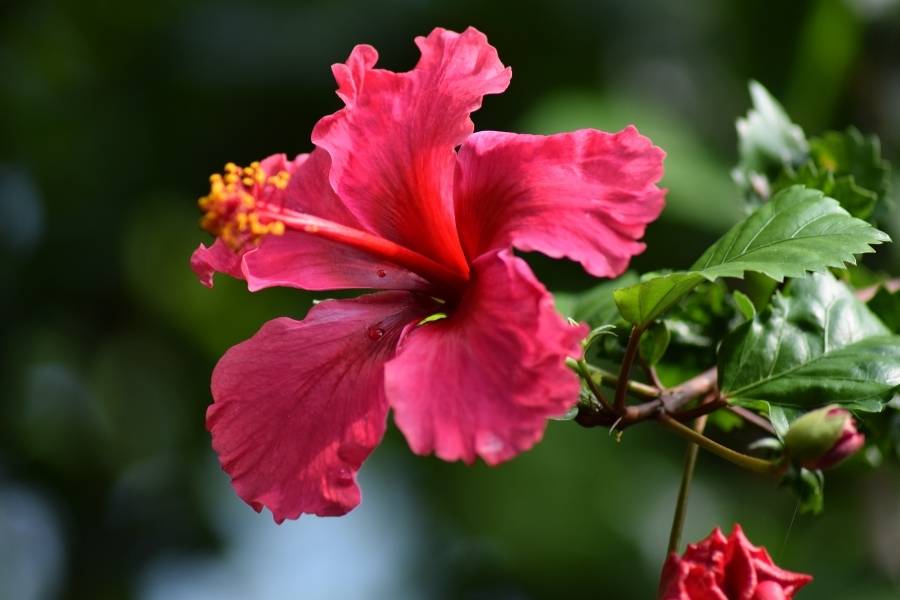 Hibisco com flor é uma das PANCs.