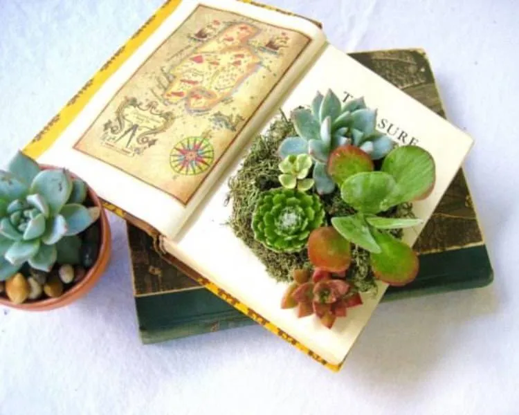 Upcycling: vaso de suculentas feito com livro velho. Foto upcycling: livro transformado em vaso de suculentas.