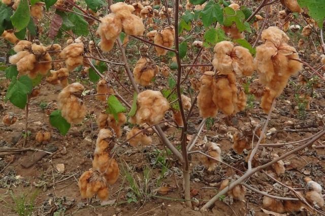Jeans Ecológico feito com algodão naturalmente colorido