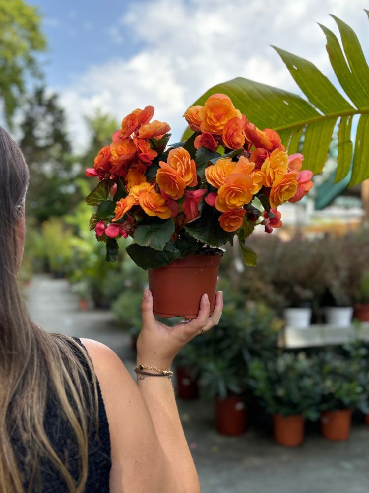 Mulher de pele clara segurando begônia eliator laranja