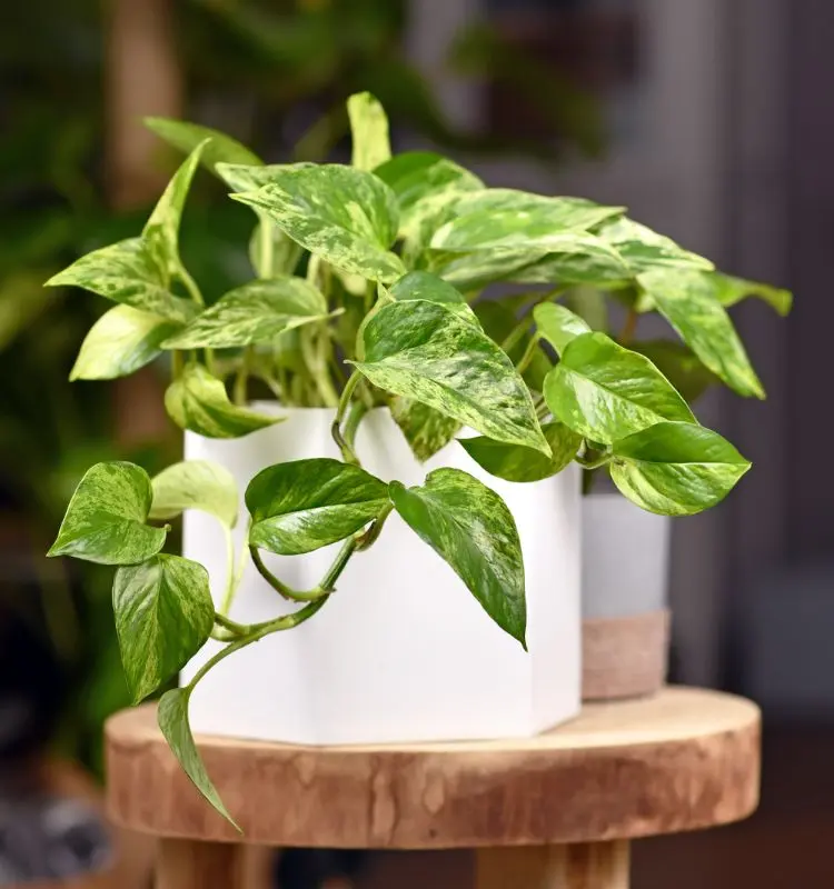 Jiboia, uma das espécies de plantas que atraem dinheiro, em vaso branco sobre banco de madeira
