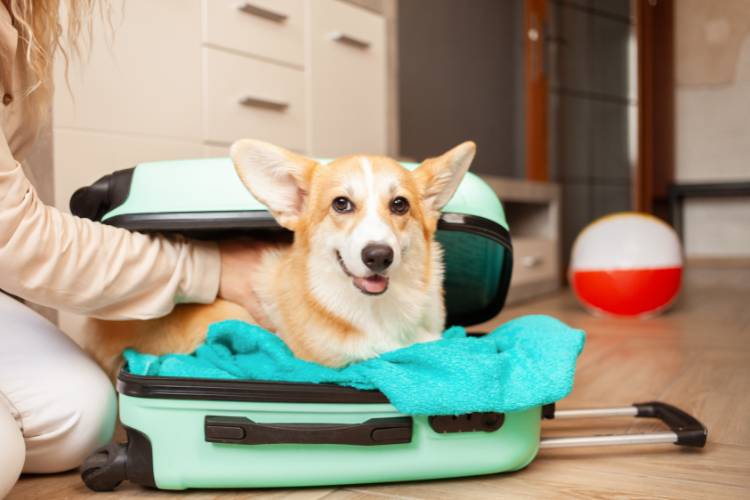 Corgi dentro de mala verde com roupas. 