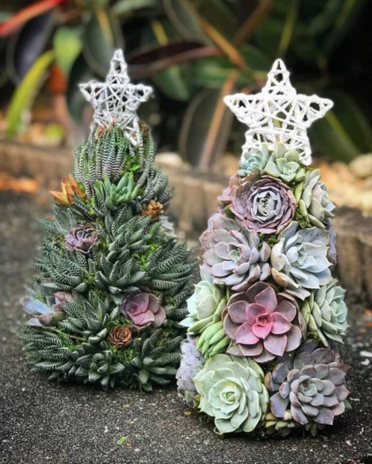 Árvore de natal de suculentas.