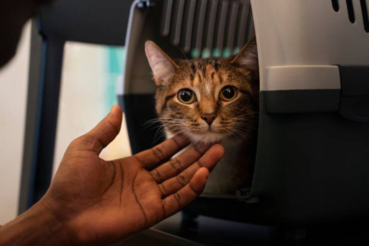 Gato laranja dentro de caixa de transporte branca e preta.