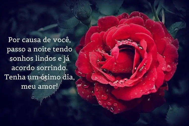 Foto de flor vermelha e frase: Por causa de você, passo a noite tendo sonhos lindos e já acordo sorrindo. Tenha um ótimo dia, meu amor!