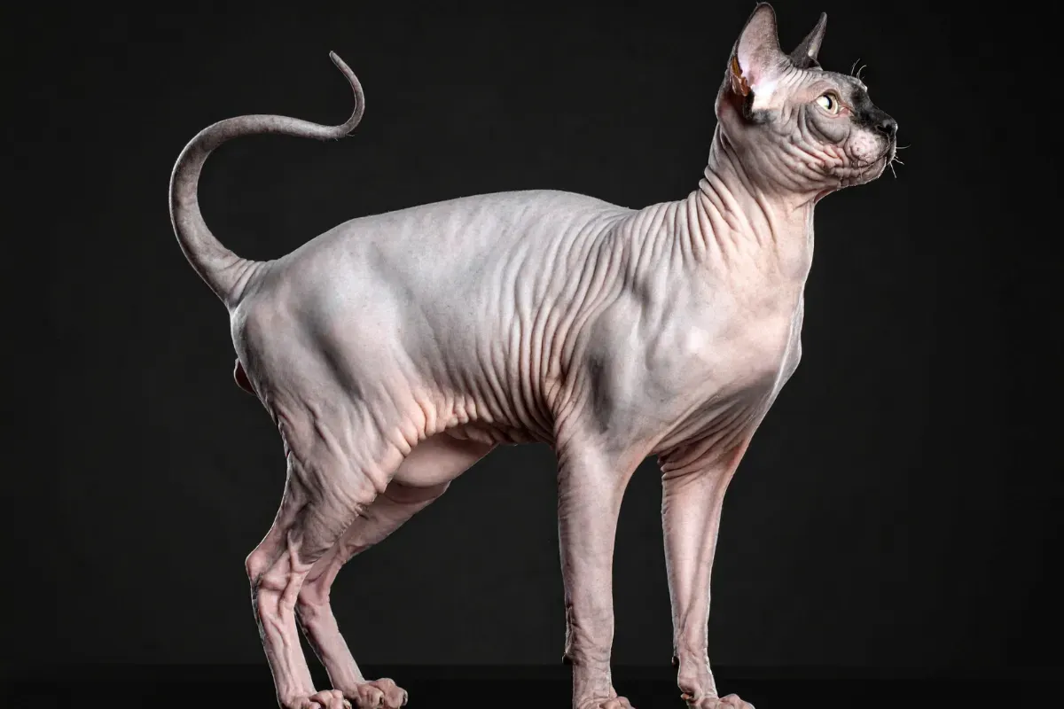gato sem pelo
