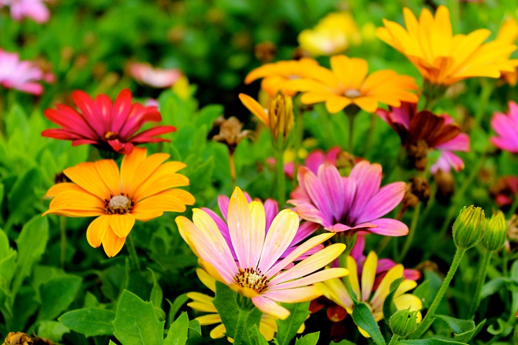 Foto de campo de margaridas coloridas