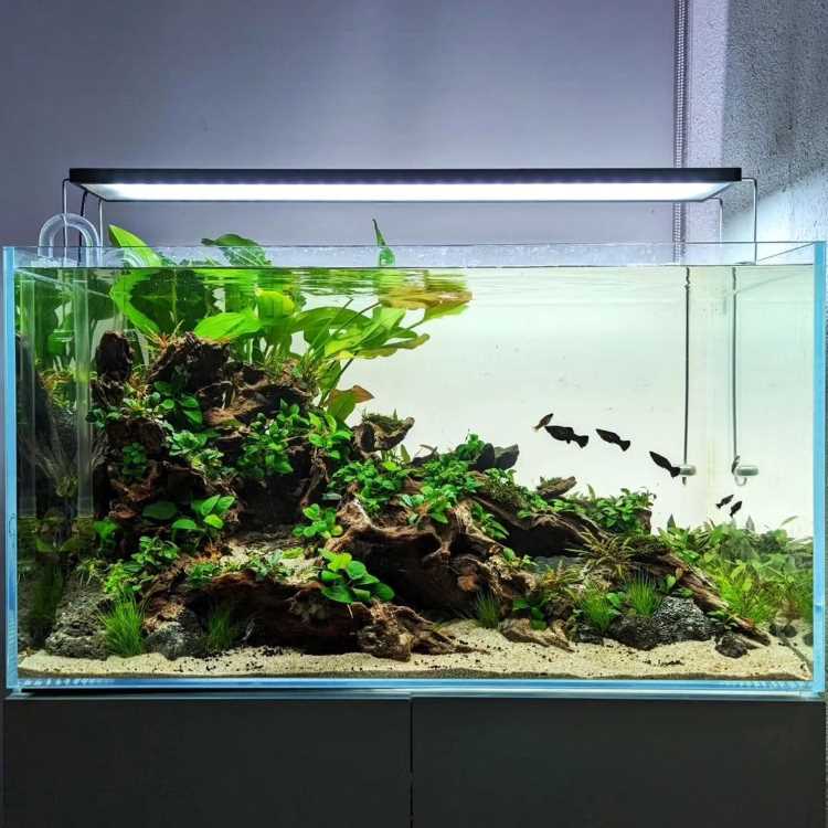 A imagem mostra um aquário retangular bem iluminado. No interior, há uma composição de troncos de madeira cobertos por uma variedade de plantas aquáticas de diferentes tons de verde. O substrato é de areia clara, e há pequenas plantas espalhadas por ele. Peixes pequenos e escuros nadam no lado direito do aquário. A iluminação realça as cores das plantas e dos peixes, criando um ambiente natural e equilibrado.


