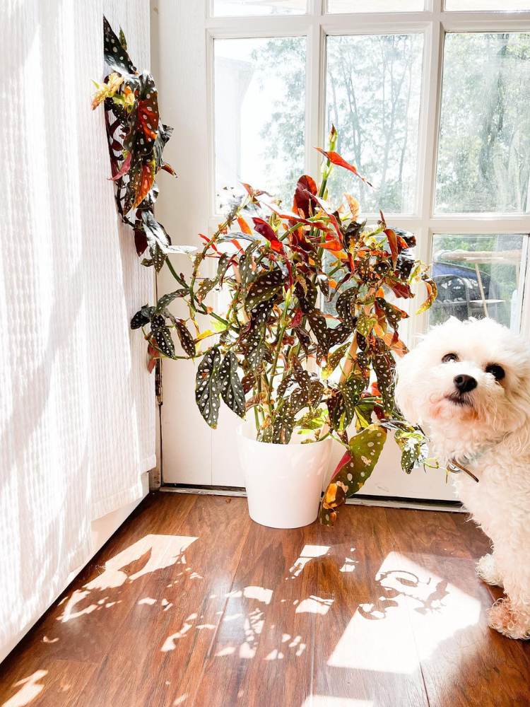 Vaso médio de begônia no chão ao lado de janela e de cachorro branco 