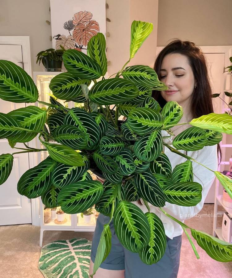 Mulher sorridente segurando uma grande planta Maranta de folhas ovais e listras verde-claras. Ela está em uma sala com outras plantas ao fundo, exibindo sua coleção. O tapete tem um formato de folha.







