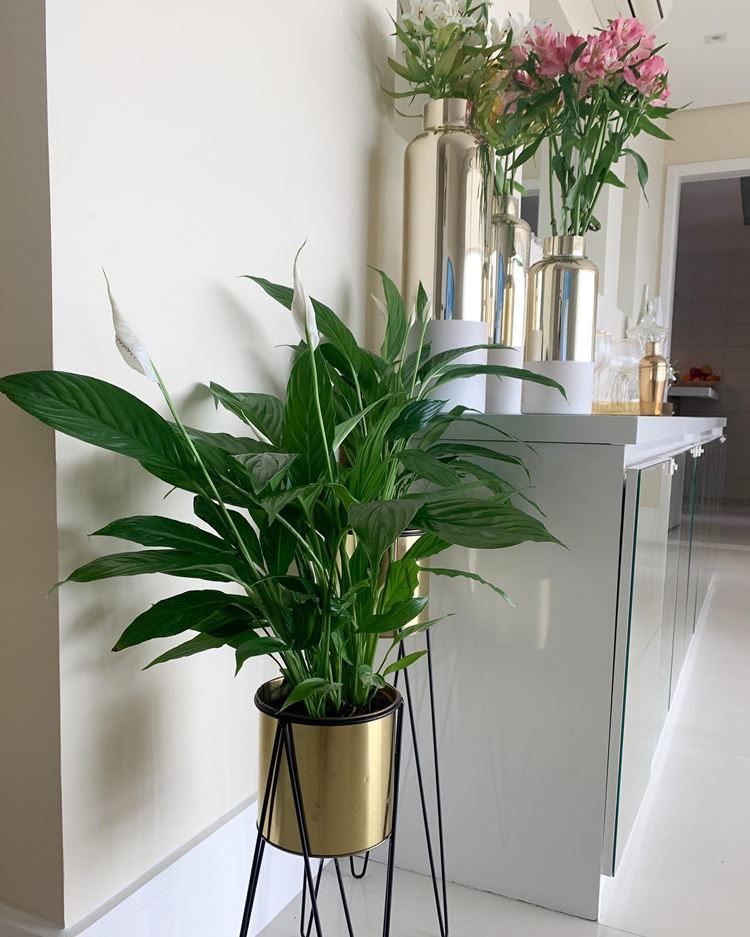 Planta em vaso dourado em suporte de ferro em canto de móvel bar com flores em jarros
