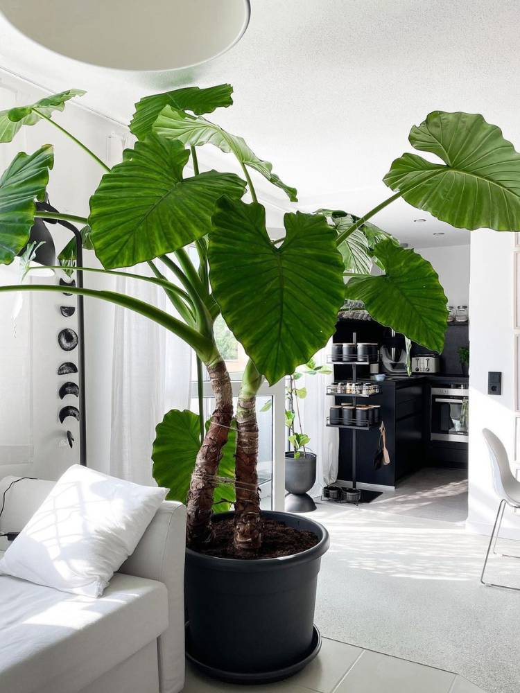 Sala com tons de bege e branco, com cômodo preto ao fundo e planta em vaso preto à frente