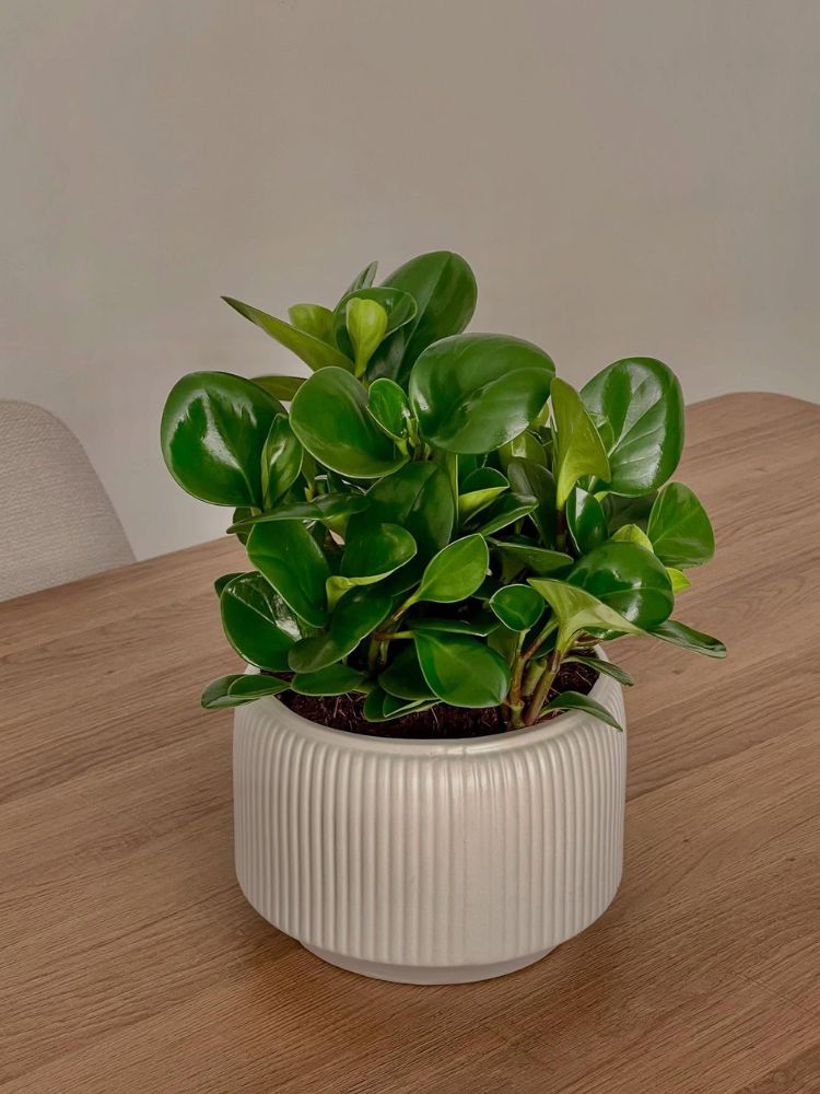 Peperomia em vaso claro sobre mesa de madeira