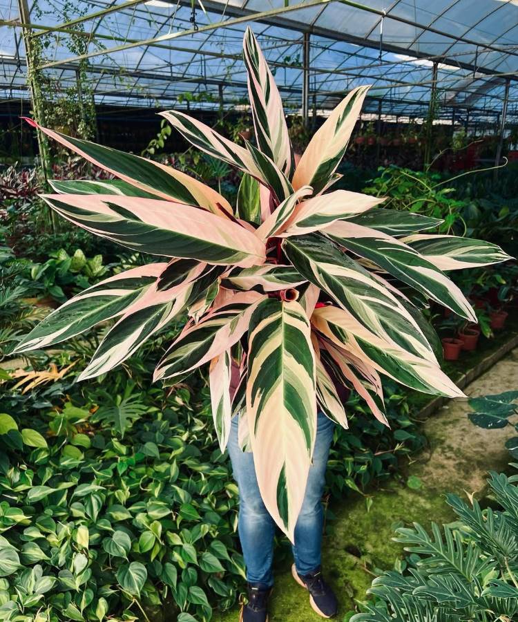 Homem segurando uma grande planta Stromanthe Triostar com folhas em tons de verde, branco e rosa-púrpura. Ele está em uma estufa, rodeado por outras plantas exuberantes, criando um ambiente natural e vibrante.







