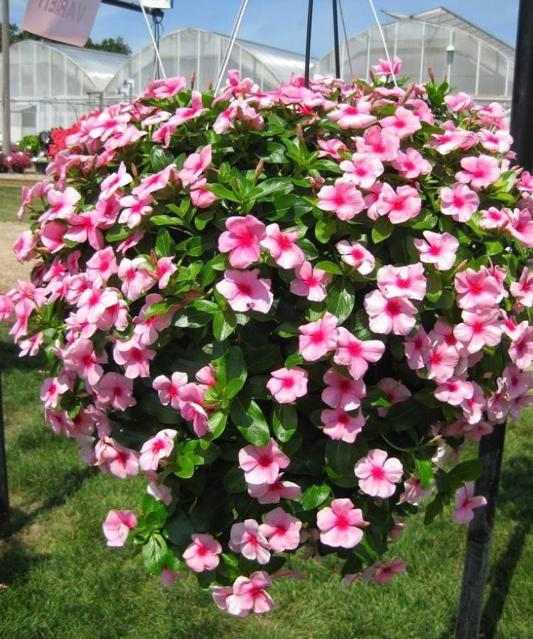 Uma vibrante cesta suspensa transborda com flores de vinca rosa-claro e seus centros mais escuros. Estas são plantas que gostam de sol e exibem folhagem verde luxuriante. Ao fundo, um gramado e estufas adicionam ao cenário de um viveiro.







