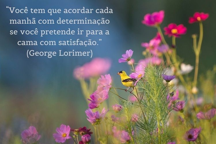 Foto de flores lilás e rosas, além de pássaro amarelo e frase: “Você tem que acordar cada manhã com determinação se você pretende ir para a cama com satisfação.” (George Lorimer)