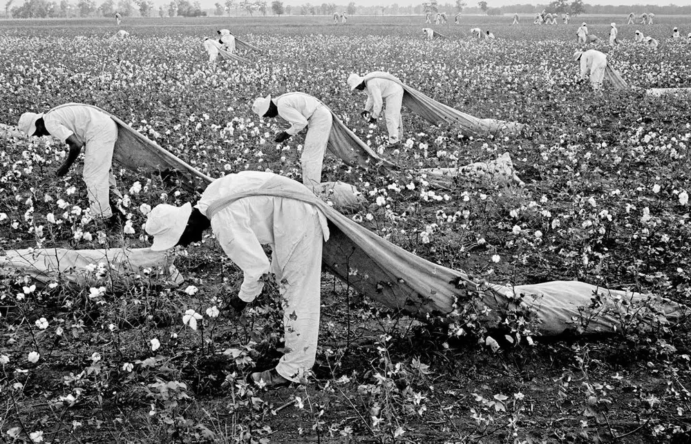 Catadores de algodão no Texas, c 1960. Catadores de algodão no Texas, c 1960.