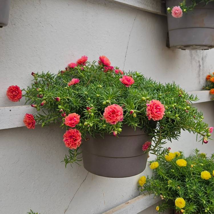 Um vaso suspenso cinza contém vibrantes flores de onze-horas, uma das plantas que gostam de sol, com pétalas rosa-salmão e folhagem verde-escura. Ao lado, há outras flores amarelas em um vaso similar, criando um charmoso jardim vertical.







