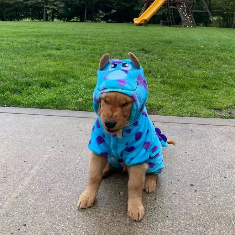 Carnaval com pet: Roupa de monstro para cachorro.