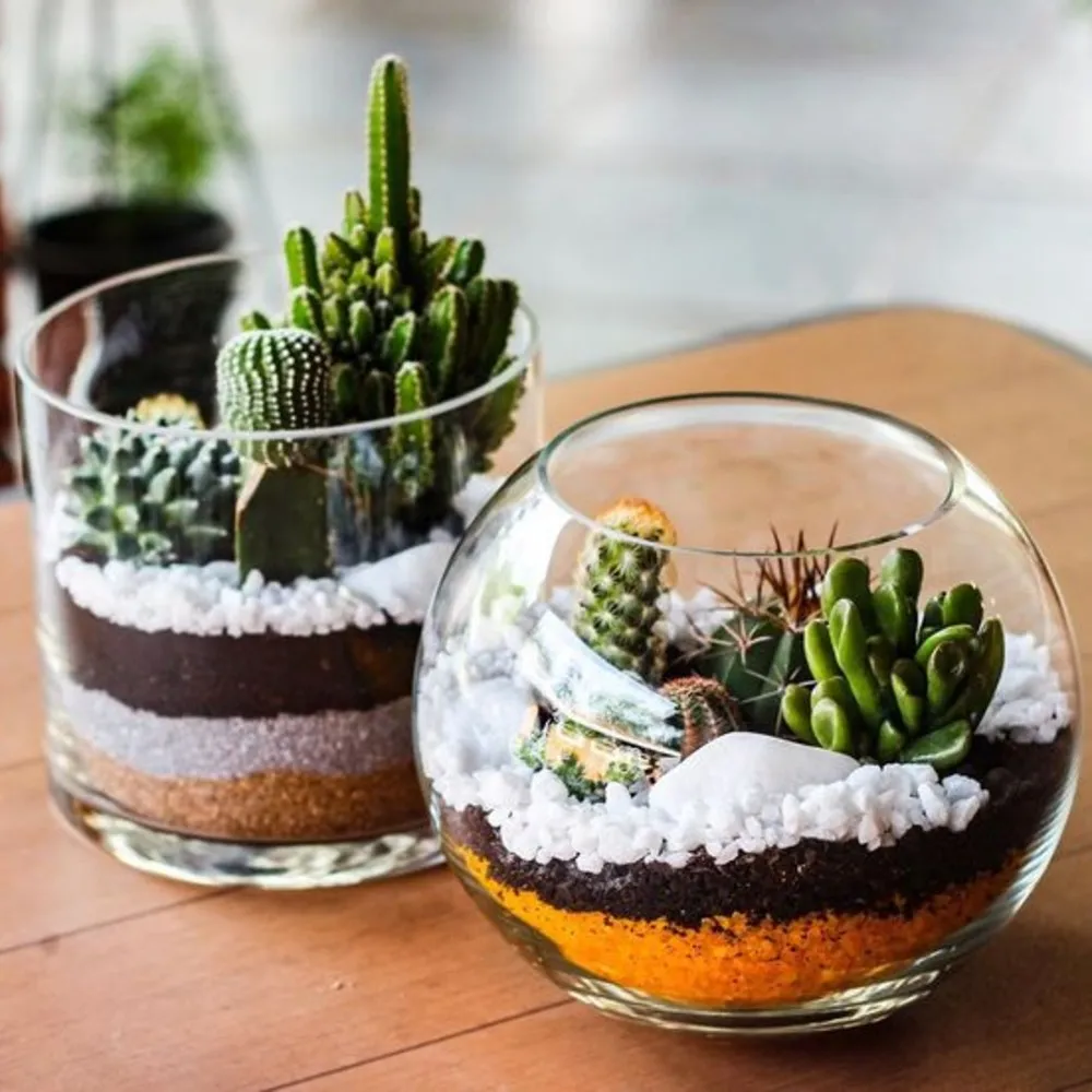 terrário de suculentas